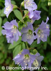 Polemonium reptans 'Blue Pearl'                   